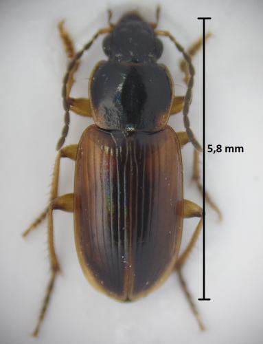 Réf. 180 876 : Stenolophus mixtus
